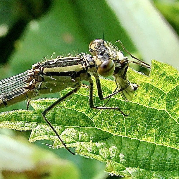 common blue damselfly